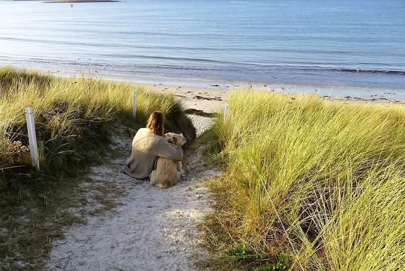 Hundebusiness Check